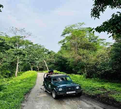 Assam Wildlife Safari