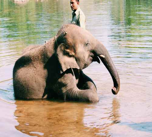 Kerala Wildlife Safari